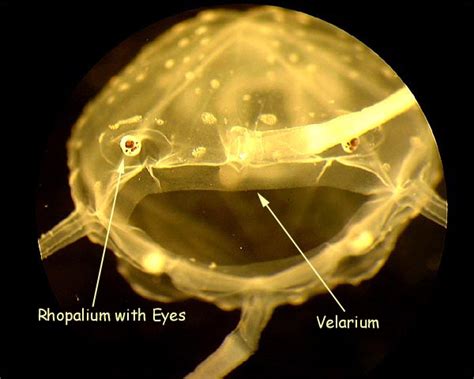velarium jellyfish